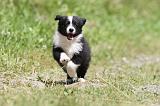 BORDER COLLIE 664